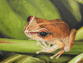 coquí