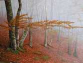 luz en la niebla