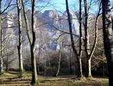 hayedo