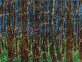 bosque 1