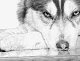 siberian husky