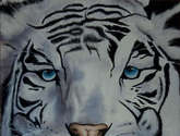 tigre albino