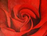 rosa roja