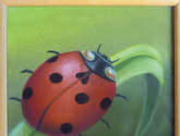 lady bug