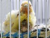 pajaros bebe