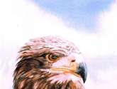 joven aguila real
