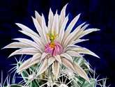 flor de cactus