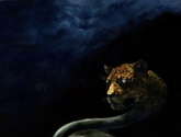 otorongo leo del amazonas