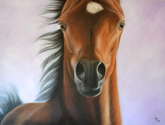 potro arabe