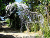 coloso