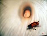 flor con insecto