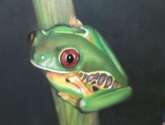 rana