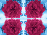 rosas
