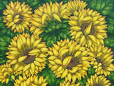girasoles