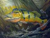 the great peacock bass
