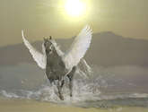 pegasus