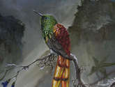 sappho sparganura, colibrí cometa