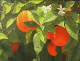 naranjas de carratraca