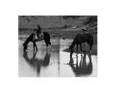 reflejos
