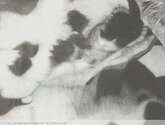imagen-es iv