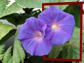 d-ne- flores2