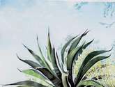 el maguey