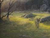 lobo solitario