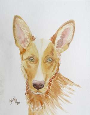 perro podenco