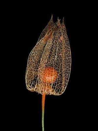 15.	Sin título, de la serie Flowers, 2009 © Jitka Hanzlová