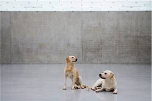 Sin título, Murizio Cattelan, 2007